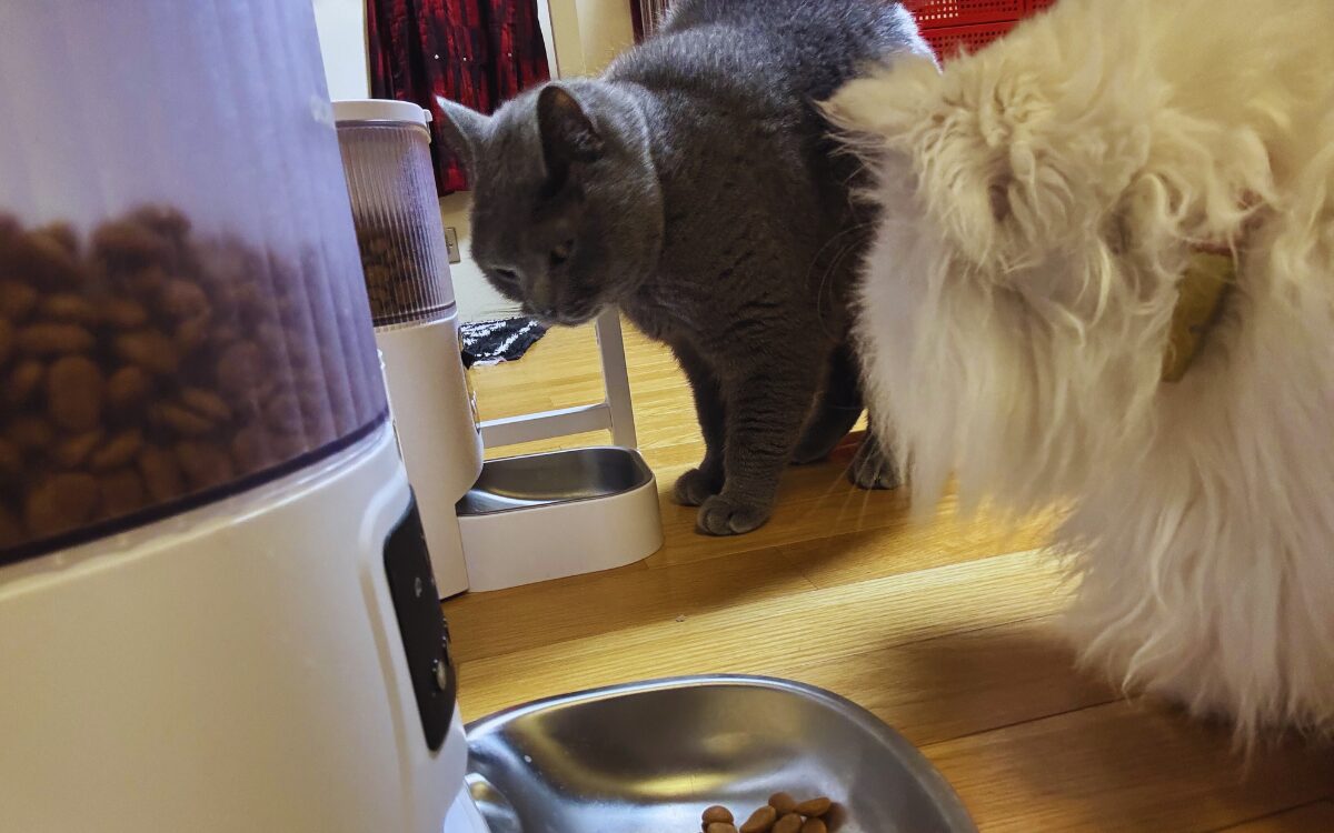 ごはんを横取りしようとしている様子