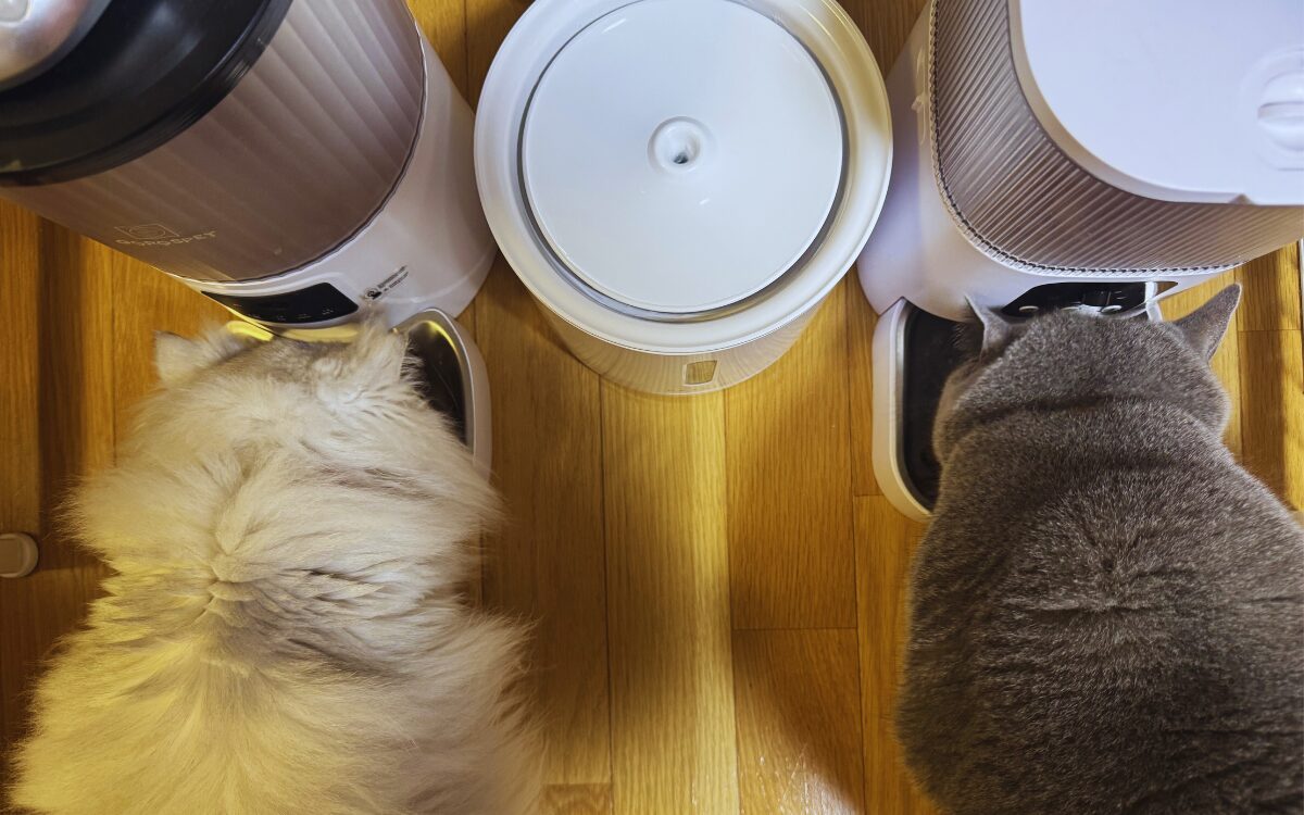 猫の食事と自動化のイメージ